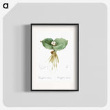 2-55_The-Lilies_blk