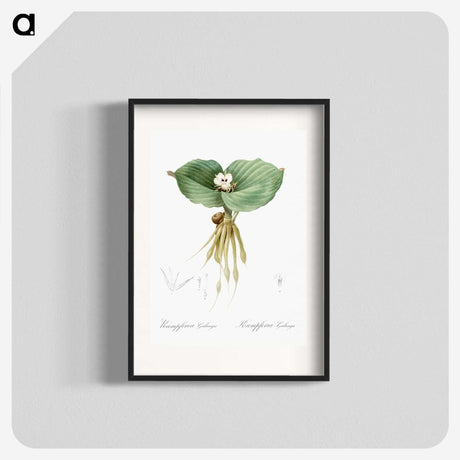 2-55_The-Lilies_blk