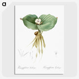 2-55_The-Lilies_picture-crop