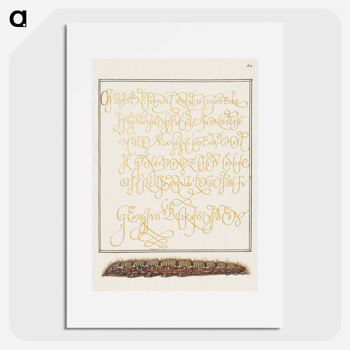 アートポスター-Larva of an Oak Egger Moth from Mira Calligraphiae Monumenta
 - 書道のお手本 Poster.