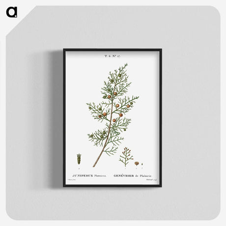 2-55_Treatise-on-Trees-and-Shrubs_blk-crop