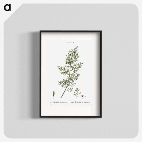 2-55_Treatise-on-Trees-and-Shrubs_blk