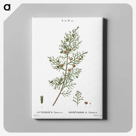 2-55_Treatise-on-Trees-and-Shrubs_canvas
