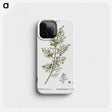 2-55_Treatise-on-Trees-and-Shrubs_phone