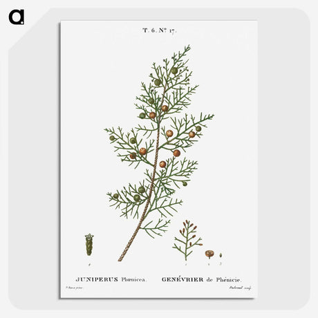 2-55_Treatise-on-Trees-and-Shrubs_picture-crop