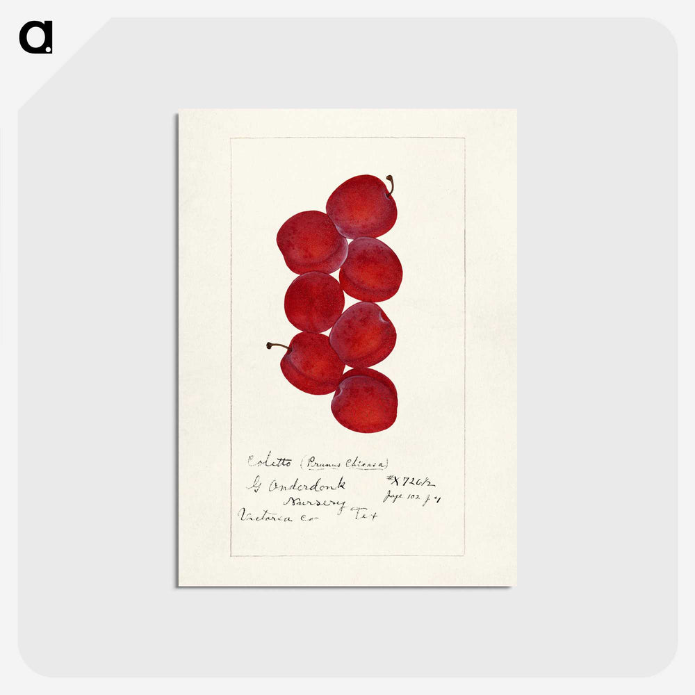 2-55_USDA-Watercolor-Fruit-Painting-Collection_postcard