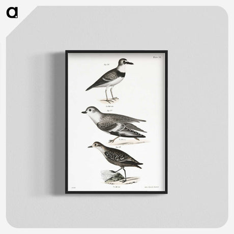 2-55_Zoology-of-New-York_blk-crop