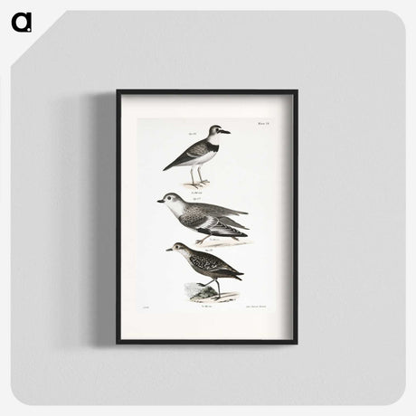 2-55_Zoology-of-New-York_blk