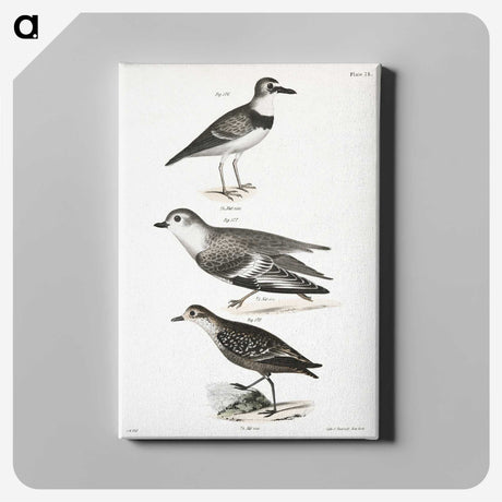 2-55_Zoology-of-New-York_canvas