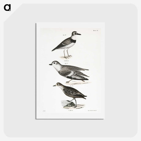 2-55_Zoology-of-New-York_hagaki