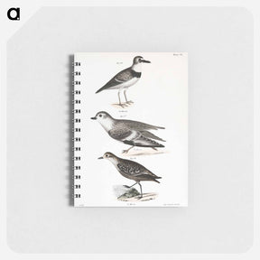 アートメモ帳-Wilson's Plover - ニューヨークの動物学 Memo.