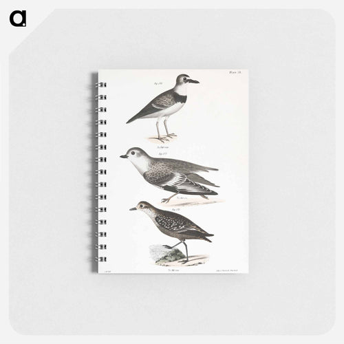 Wilson's Plover - ニューヨークの動物学 Memo.