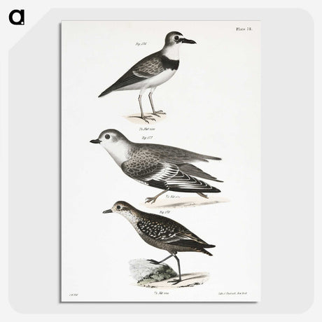 2-55_Zoology-of-New-York_picture-crop