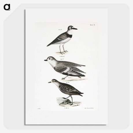 2-55_Zoology-of-New-York_picture