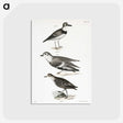 2-55_Zoology-of-New-York_postcard