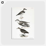 2-55_Zoology-of-New-York_postcard
