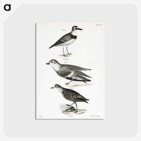 2-55_Zoology-of-New-York_postcard