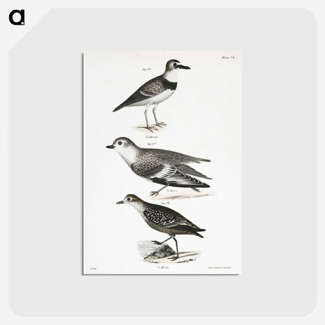2-55_Zoology-of-New-York_postcard