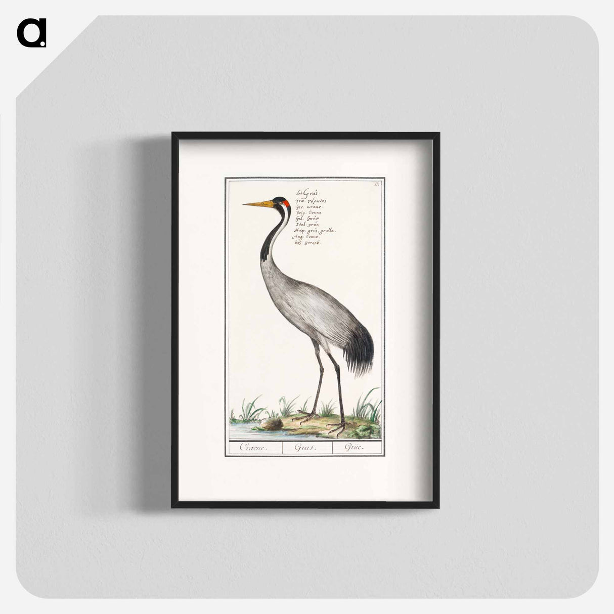 European crane - アンセルムス ボエティウス デ ブート Poster.