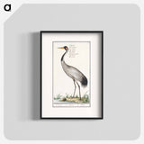 European crane - アンセルムス ボエティウス デ ブート Poster.