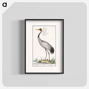 アートポスター-European crane - アンセルムス ボエティウス デ ブート Poster.