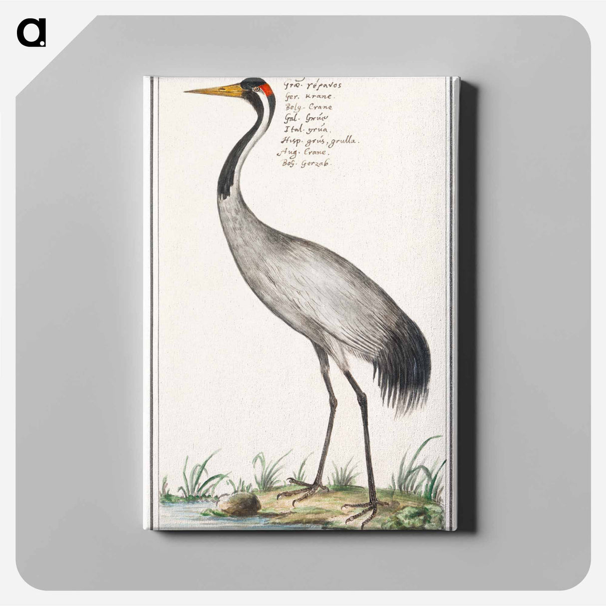 European crane - アンセルムス ボエティウス デ ブート Canvas.