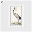 アートポストカード-European crane - アンセルムス ボエティウス デ ブート Postcard.
