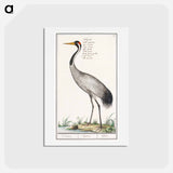 アートポストカード-European crane - アンセルムス ボエティウス デ ブート Postcard.