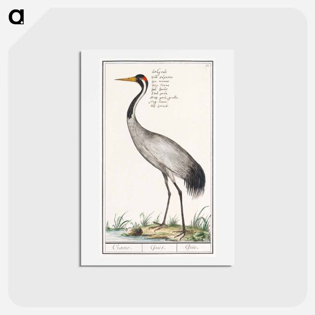 アートポストカード-European crane - アンセルムス ボエティウス デ ブート Postcard.
