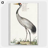 2-56_Anselmus-Boetius-de-Boodt_picture-crop