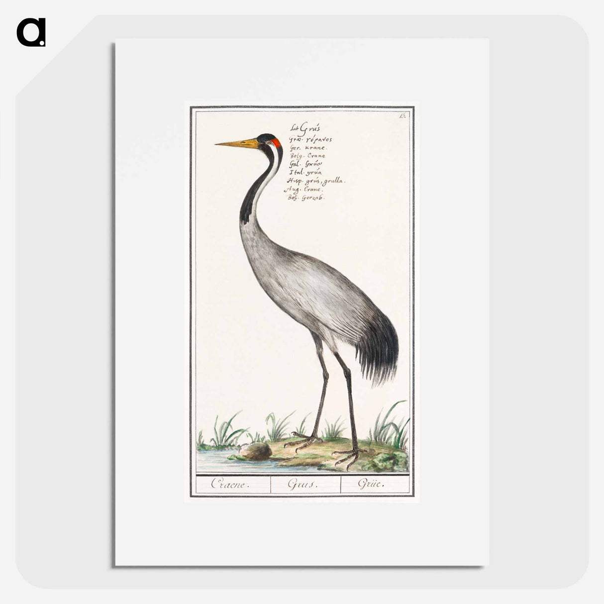 European crane - アンセルムス ボエティウス デ ブート Poster.