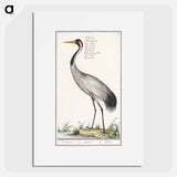European crane - アンセルムス ボエティウス デ ブート Poster.