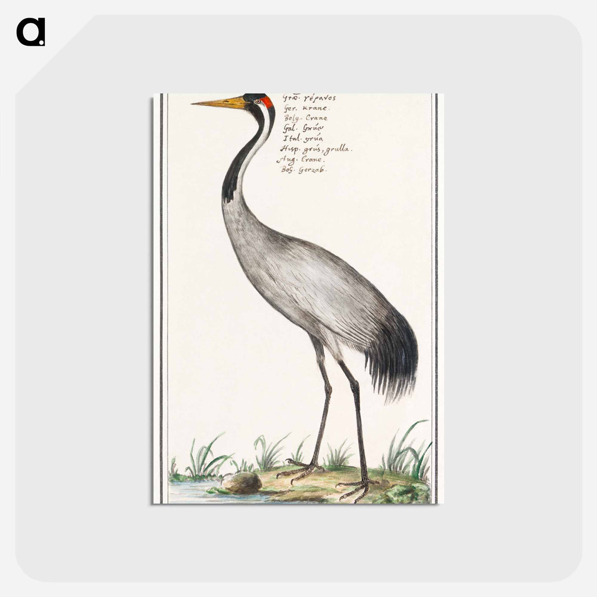 アートポストカード-European crane - アンセルムス ボエティウス デ ブート Postcard.