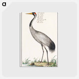 アートポストカード-European crane - アンセルムス ボエティウス デ ブート Postcard.
