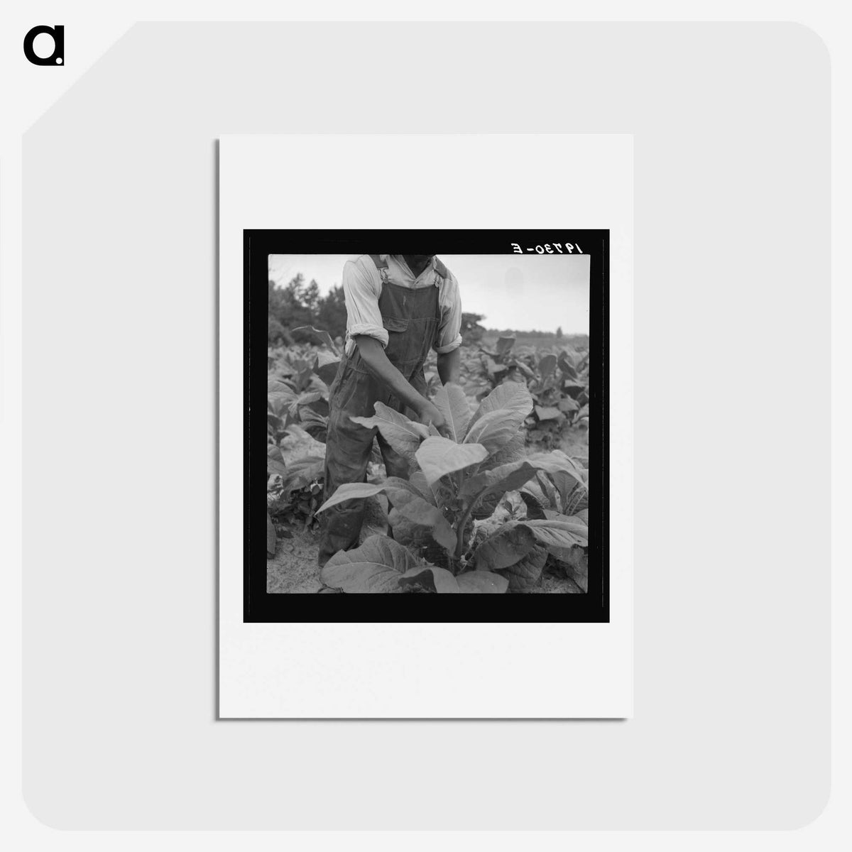 2-56_Dorothea-Lange_hagaki