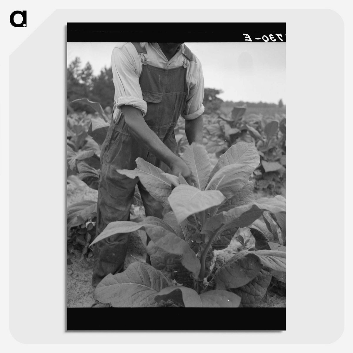 2-56_Dorothea-Lange_picture-crop