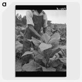 2-56_Dorothea-Lange_picture-crop
