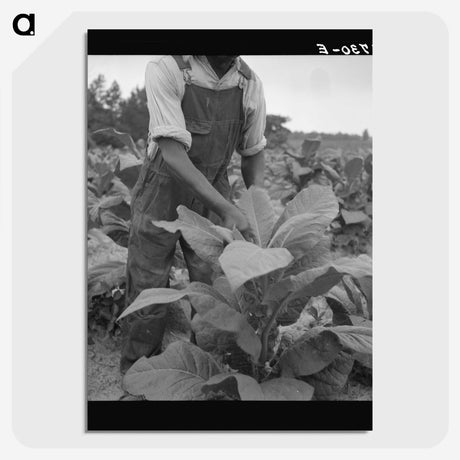 2-56_Dorothea-Lange_picture-crop