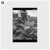 2-56_Dorothea-Lange_postcard
