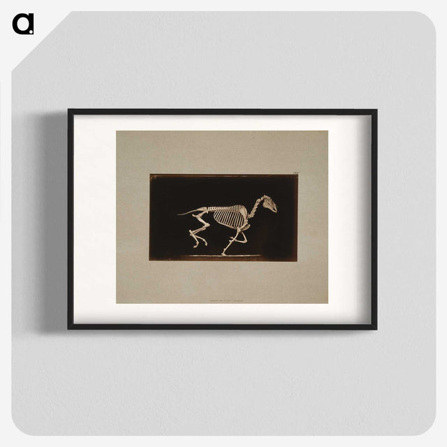 2-56_Eadweard-Muybridge_blk