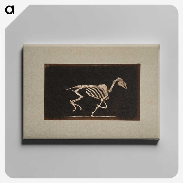 2-56_Eadweard-Muybridge_canvas