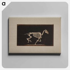 アートパネル-Running Horse Skeleton
 - エドワード マイブリッジ Canvas.