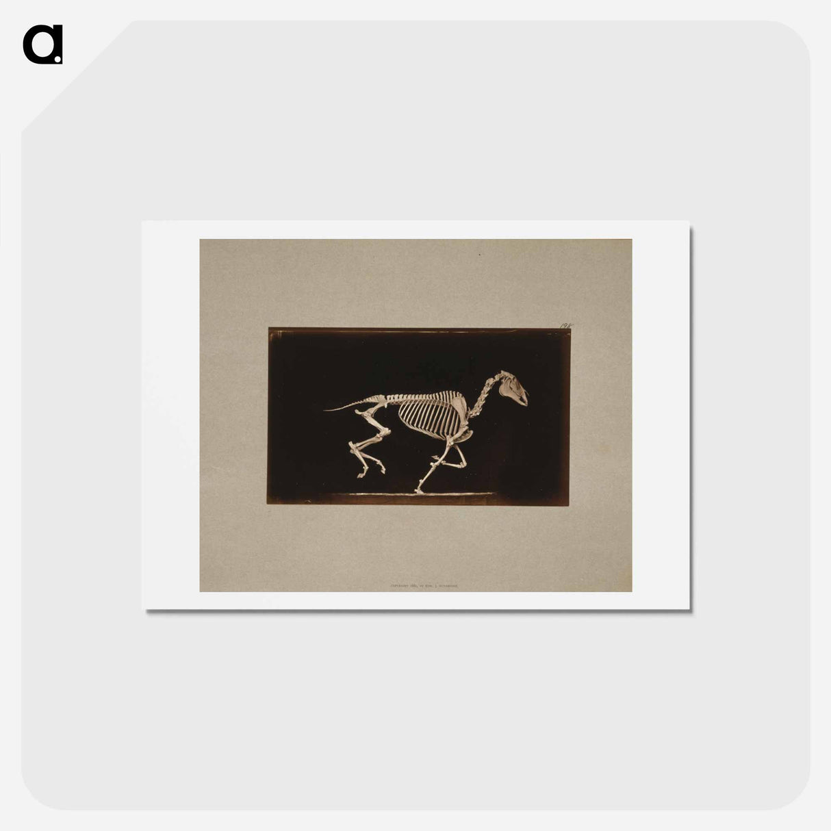 アートポストカード-Running Horse Skeleton
 - エドワード マイブリッジ Postcard.