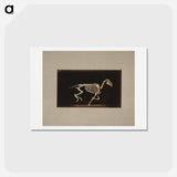 アートポストカード-Running Horse Skeleton
 - エドワード マイブリッジ Postcard.