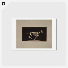 アートポストカード-Running Horse Skeleton
 - エドワード マイブリッジ Postcard.