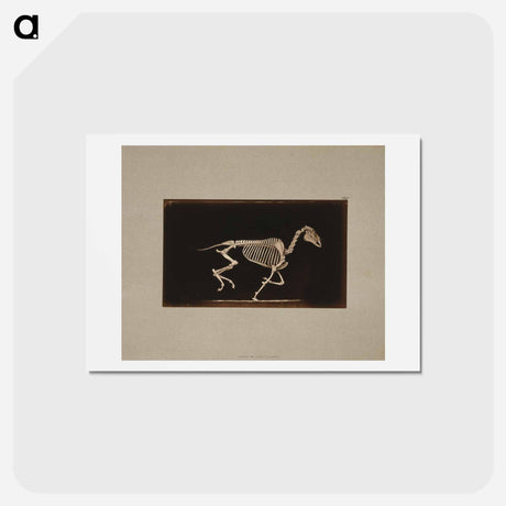アートポストカード-Running Horse Skeleton
 - エドワード マイブリッジ Postcard.
