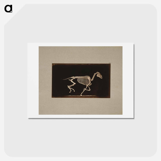 アートポストカード-Running Horse Skeleton
 - エドワード マイブリッジ Postcard.