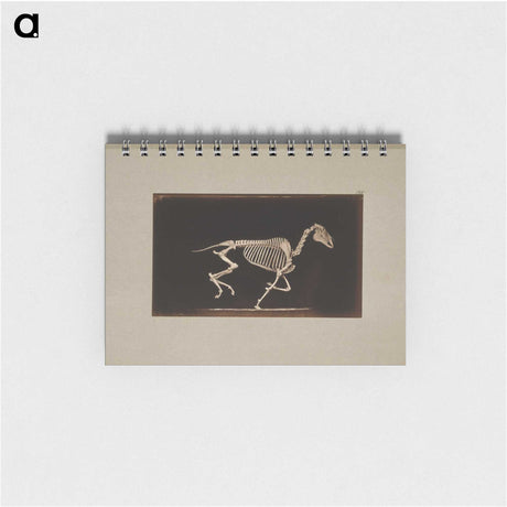 2-56_Eadweard-Muybridge_memo