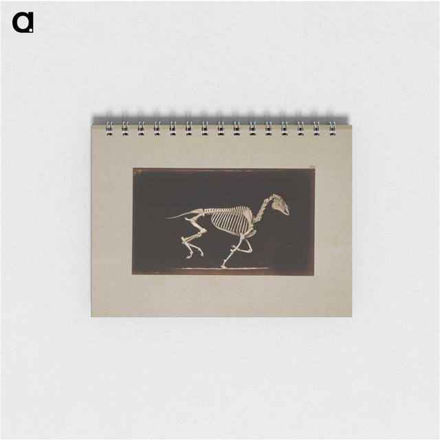 2-56_Eadweard-Muybridge_memo