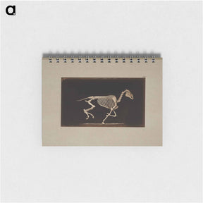 アートメモ帳-Running Horse Skeleton
 - エドワード マイブリッジ Memo.
